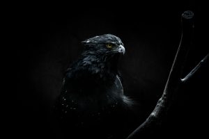 renato hPzKC CgOA8 unsplash 300x200